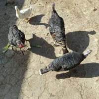 حیوانات خانگی