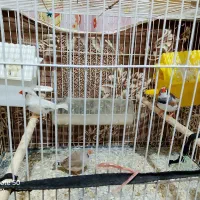 سه عدد فنج جوان ۲ تا نر و ماده یکش ماده فروشی است