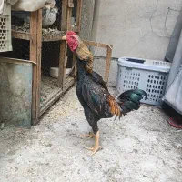 خروس لاری مینیاتوری کوشامو مولد تخم نطفه دار