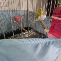 یک جفت مرغ عشق