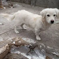 دو عدد سگ پاپی نره و ماده|سگ|فسا, |دیوار