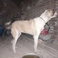 سگ آلابای ۱۰ماه|سگ|گرگان, |دیوار