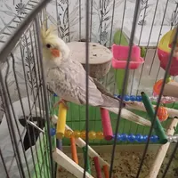 عروس هلندی گم شده