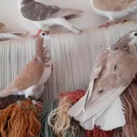 سلام دوستان 40عدد کله و 7عدد ساده|پرنده|خلیل آباد, |دیوار