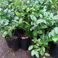 یاس کرتی|خدمات باغبانی و درختکاری|املش, |دیوار