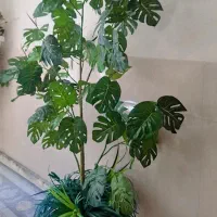 درخت مصنوعی با برگ هایع بزرگ و گلدان زیبا|گل مصنوعی|اصفهان, دستگرده|دیوار