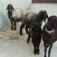 میش بز شیشک افشاری میش بره دار