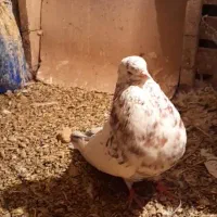 کفتردرجه یک.نوک ریز..|پرنده|کرمانشاه, |دیوار