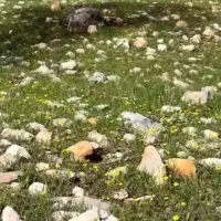 تور گردشگری گیلان 23 الی 30 آبان