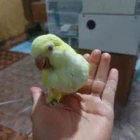 راهب گرینچیک خورشیدی طوطی|پرنده|بیرجند, |دیوار