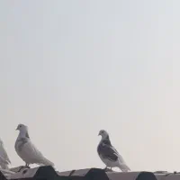 کفتر|پرنده|بومهن, |دیوار