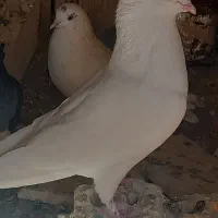 کبوتر پرشی