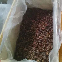 کشمش درجه یک آفتابی|خوردنی و آشامیدنی|فردیس, فردیس|دیوار