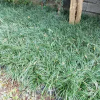 یاس هلندی آماده فروش|گل و گیاه طبیعی|چابکسر, |دیوار