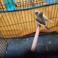 فنچ|پرنده|بندرعباس, |دیوار