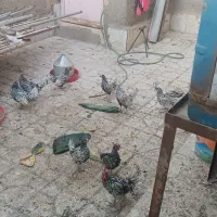 مرغ مینا توری جون