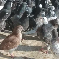 فروش کبوتر پرشی|پرنده|ساری, |دیوار