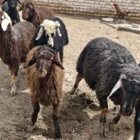 ۸راس بره و یک راس قوچ