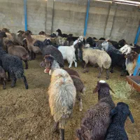 میش و بره گله گوسفند