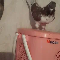 کفتر غریب|پرنده|زرین دشت (همدان), |دیوار