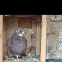 کفتر گم شده