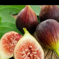 پیش فروش نهال انجیر سیاه سه فصل|خدمات باغبانی و درختکاری|آبگرم, |دیوار