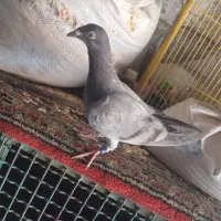 کبوتر پلاکی