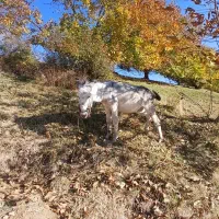 ۲خرجوان‌هردوعددسواری‌۲‌و۳ساله|حیوانات مزرعه|بروجرد, |دیوار