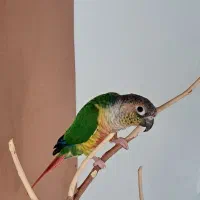 جفت گرینچیک|پرنده|اسفراین, |دیوار