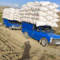 کاه گندم دیم کردستان