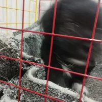 توله سگ شیتزو پاکوتاه