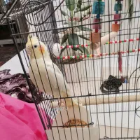 پرنده هلندی سلامت وخوب