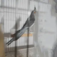عروس هلندی نر۳/۵ ماهه