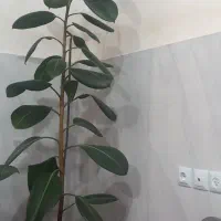 گل .|گل و گیاه طبیعی|خلخال, |دیوار