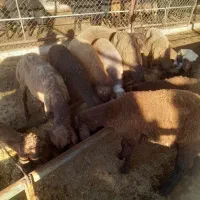 بره|حیوانات مزرعه|گرگان, |دیوار