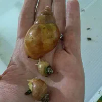 حلزون آچاتینا