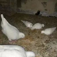 فروش کبوتر کینگ اردکی