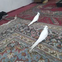 پرنده عروس هلندی