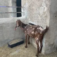 بز و بزغاله|حیوانات مزرعه|کاشان, طاهرآباد|دیوار