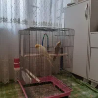 جفت عروس هلندی