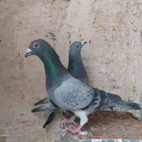 طرح فرش کفتر