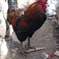 با سلام خروس فروشی