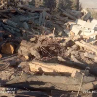 بزرگترین مرکز خرید و فروش  درخت و هرس