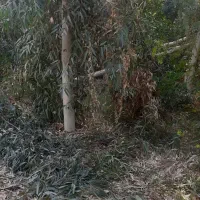 خرید چوب|خدمات باغبانی و درختکاری|دزفول, |دیوار