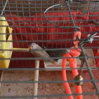 فنچ مولد همراه با تخم|پرنده|فولادشهر, B2|دیوار