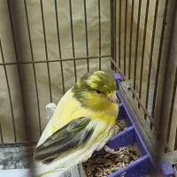 قناری نر  با قفس مفت|پرنده|شاهین‌شهر, گزبرخوار|دیوار