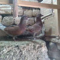 کبوتر وکفتر|پرنده|قم, نوبهار|دیوار