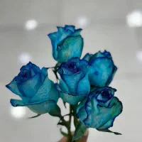 آبدارچی و نظافتچی سالن زیبایی خانم