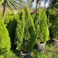 فروش نوکدار صادراتی درجه ک