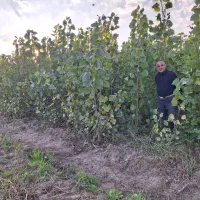 نهال صنوبر و سپیدار